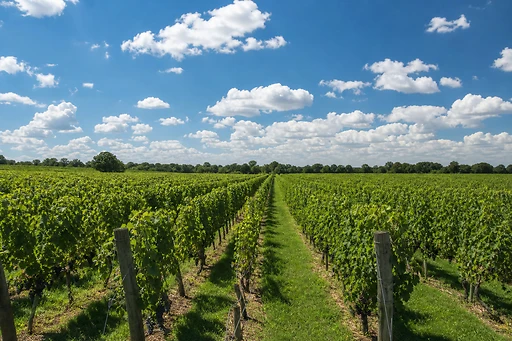 Green vineyard rows under blue sky clouds