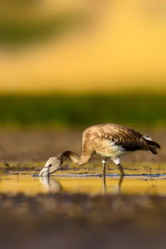 Wildlife Photography