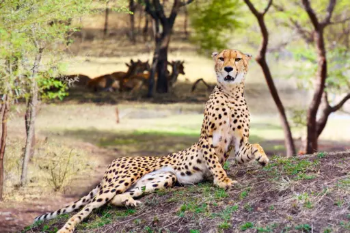 Wild Africa Reserve