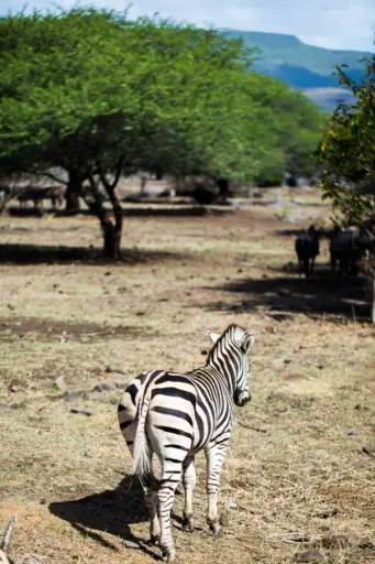 Wild Africa Reserve