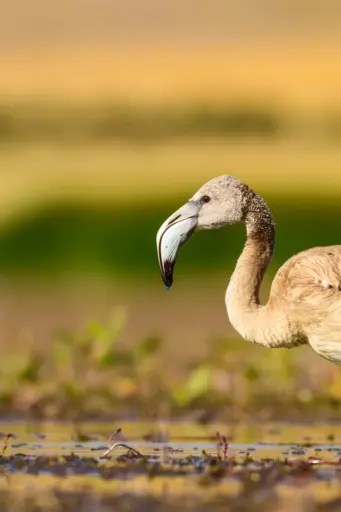 Wildlife Photography