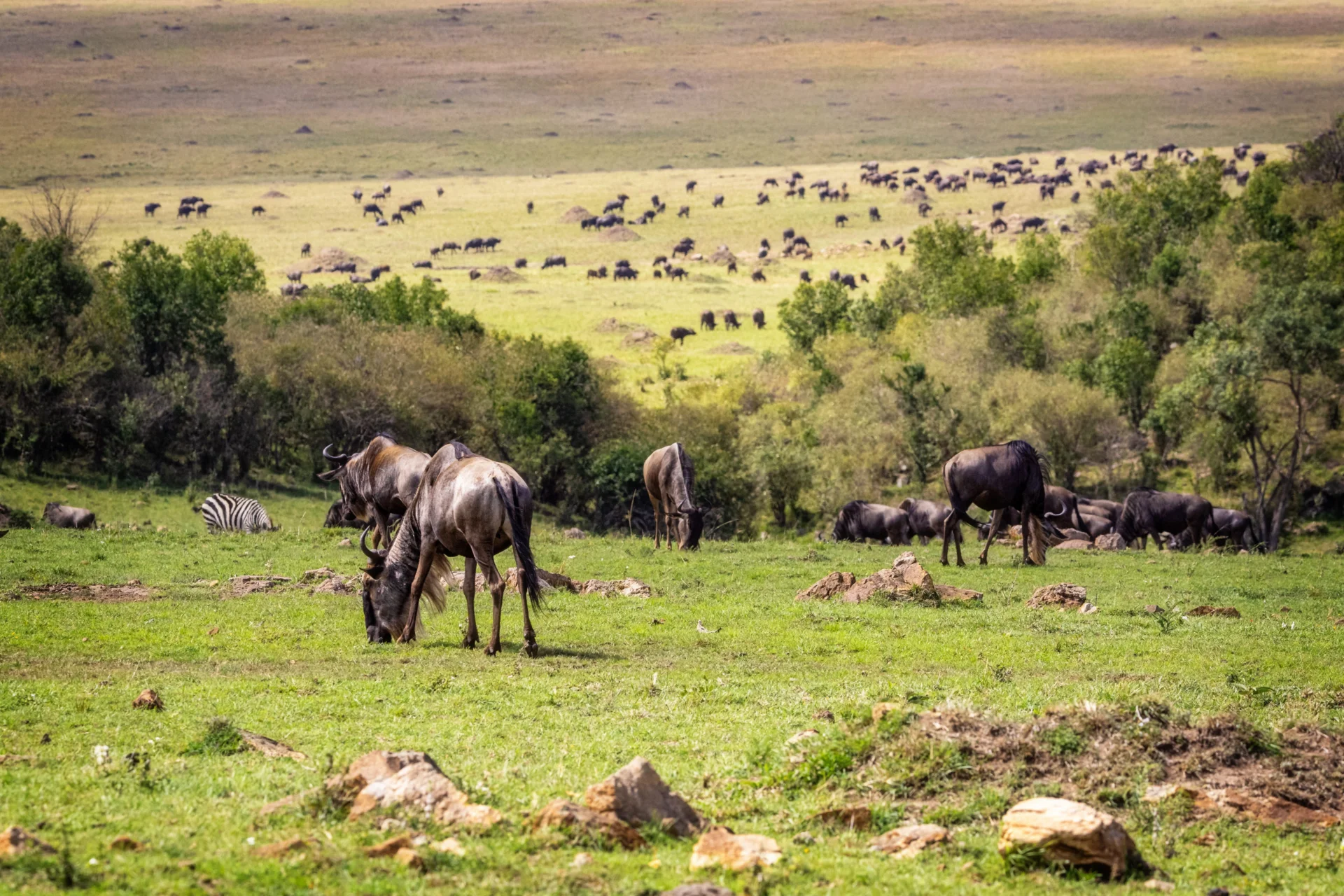 Wild Africa Reserve