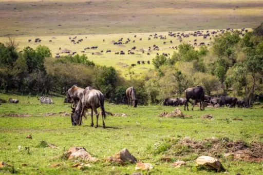 Wild Africa Reserve