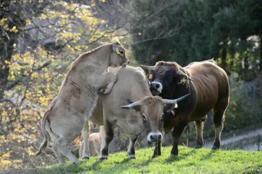 Patrick Multi Shoot Full