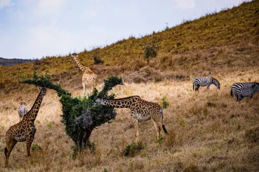 Wild Africa Reserve