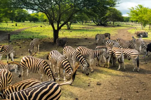 Wild Africa Reserve